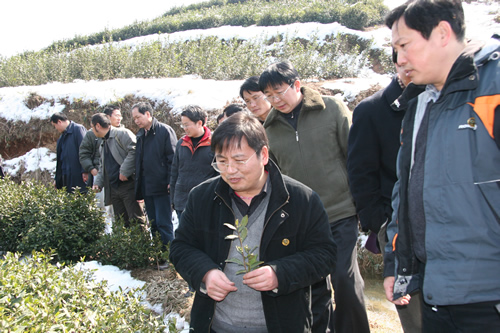 楊亞軍所長，陳直書記與專家一道，深入茶園，考察災情