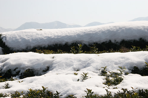 雪層如絮，短時難以消融