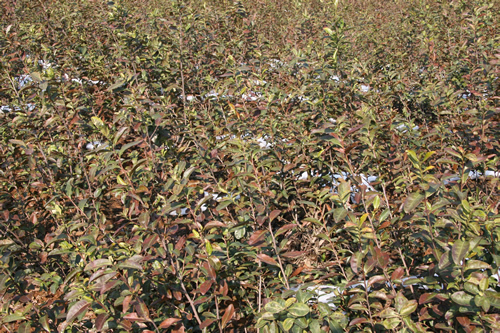 主體采摘茶園受凍嚴重