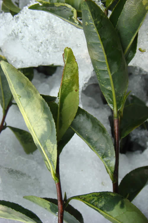 冰雪覆蓋下的茶樹葉片呈水漬狀