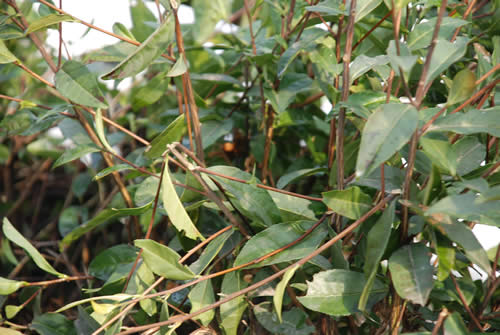 茶樹枝條被折斷