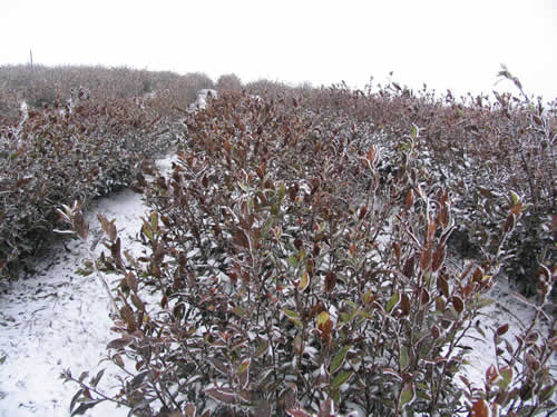 大嵐鎮(zhèn)受凍害的名優(yōu)茶生產(chǎn)茶園
